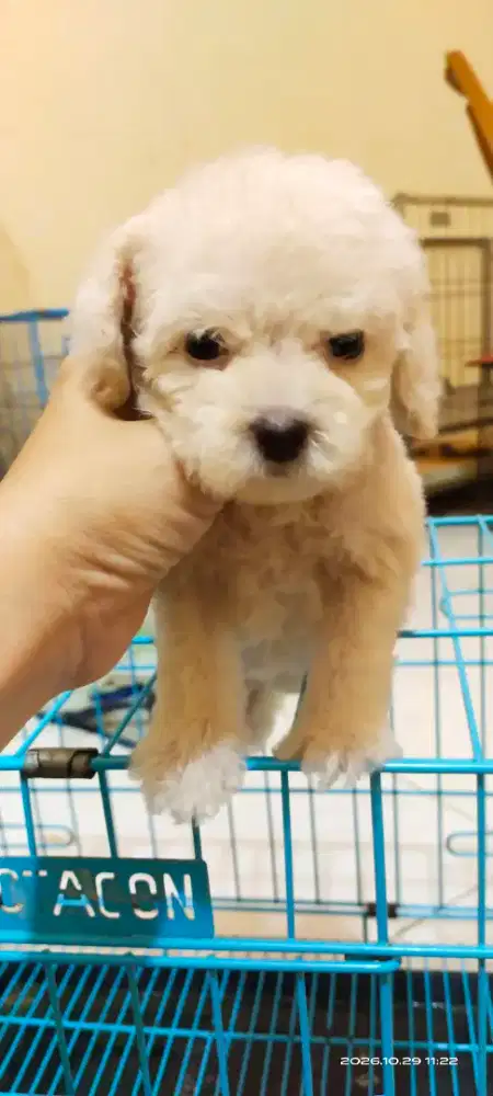 Poodle Betina size kecil