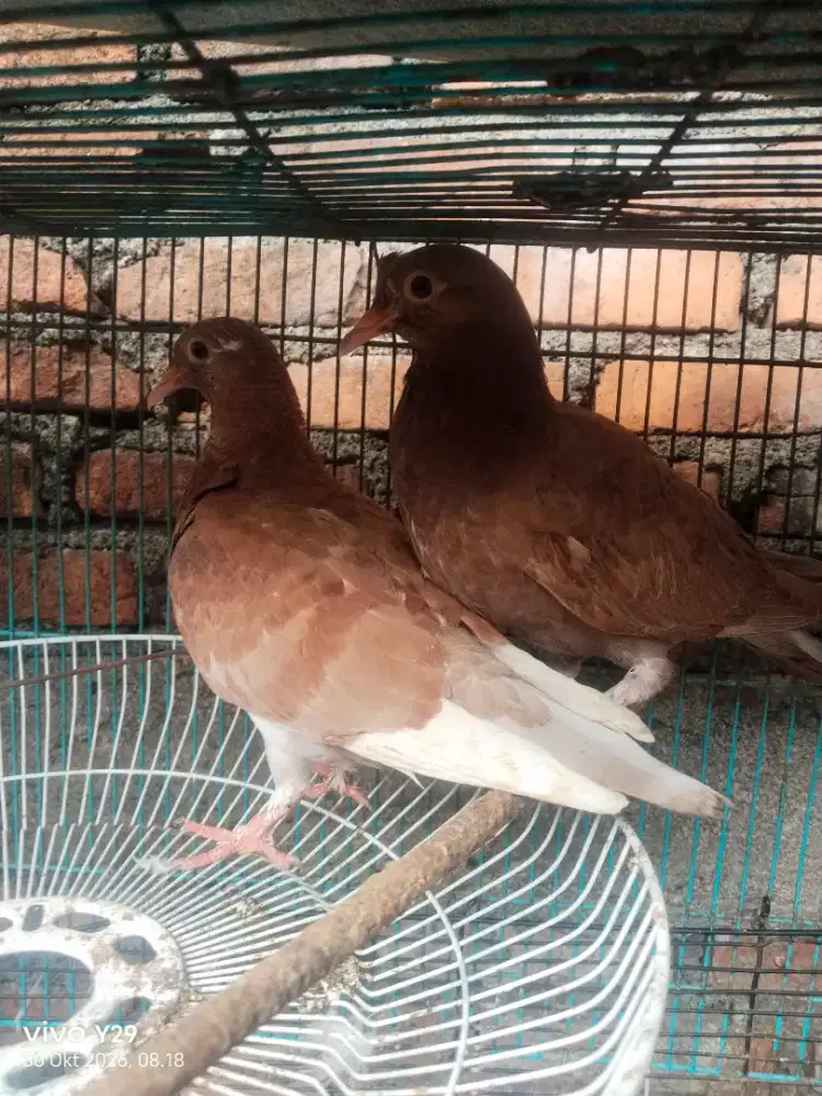 Burung Dara Piyik sepasang