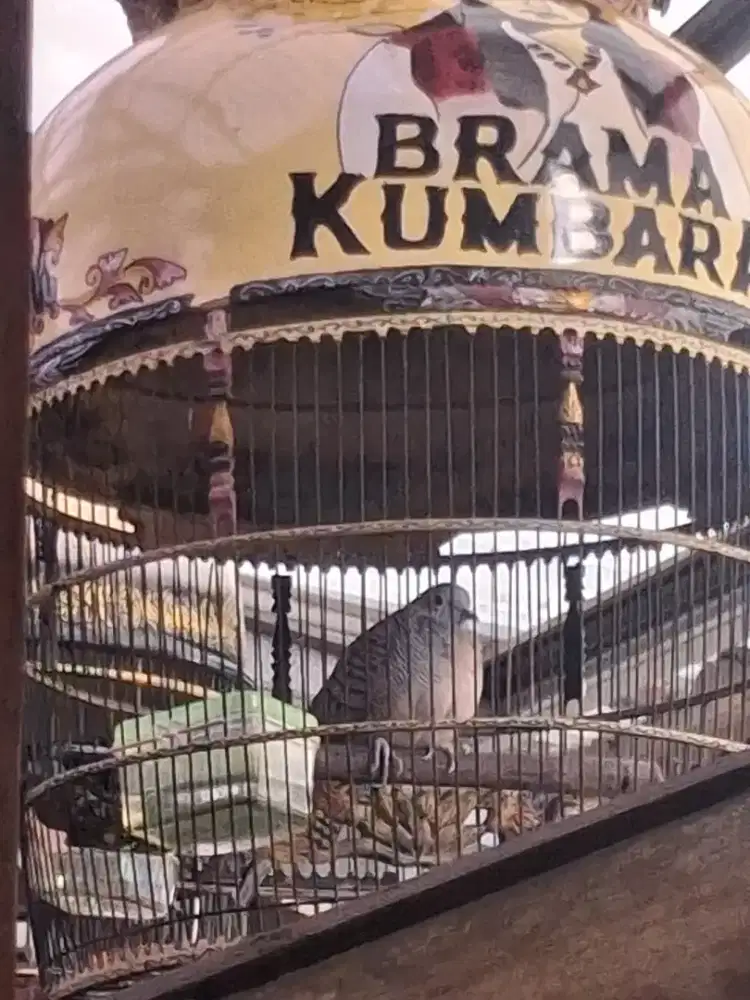 Jual perkutut lokal alam burja, burung rawatan lama, suara kristal