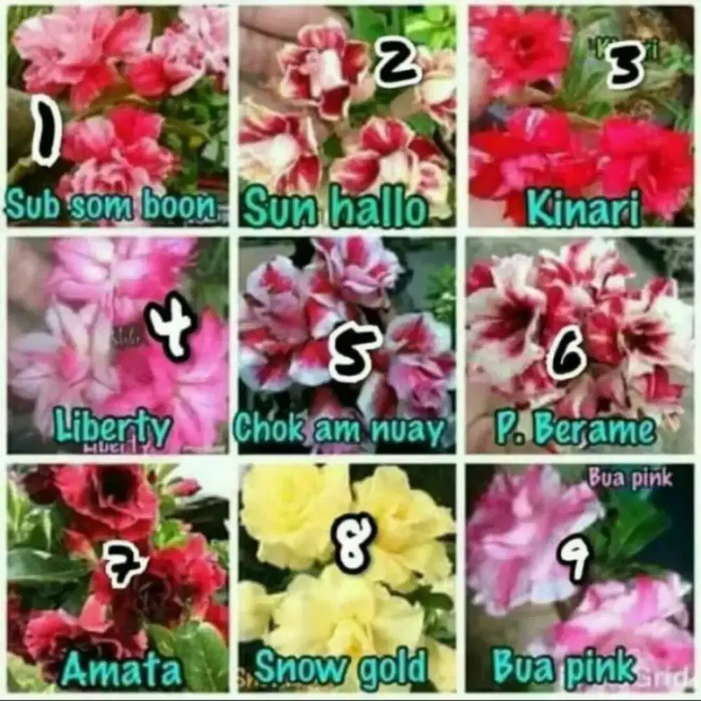 Paket 9 Bibit Bunga Kamboja Adenium Obesum Tumpuk -  Kamboja Jepang
