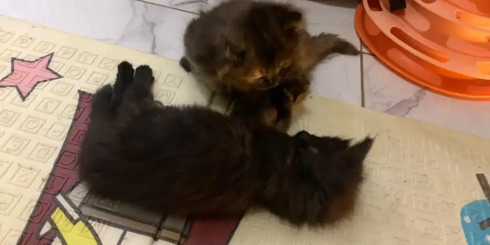 Kitten 4 bulan jatiasih