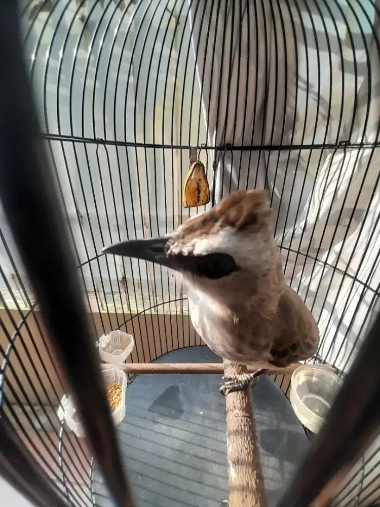 BURUNG TRUKCUK ROPEL PRESTASI