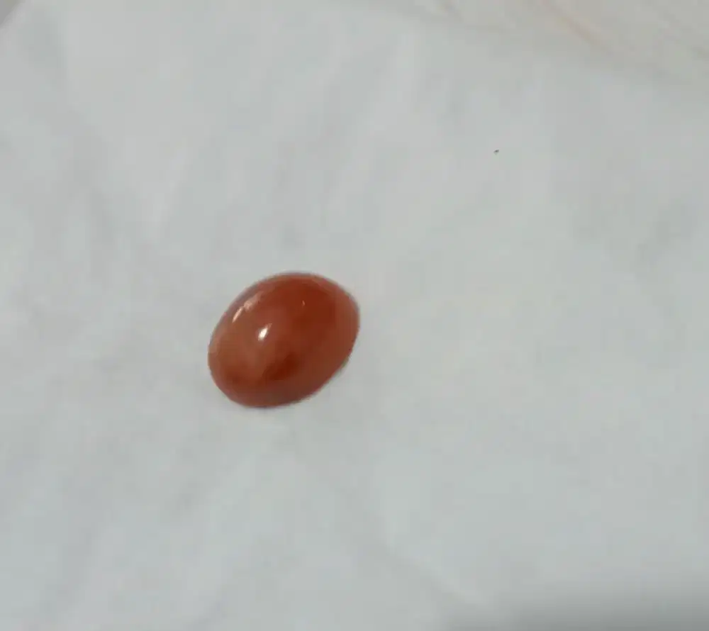 Red Raflesia/Batu cempaka madu
