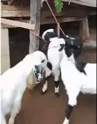 paket 3 ekor anakan cempe kambing etawa 3-4 bln 1 jantan 2 betina puas