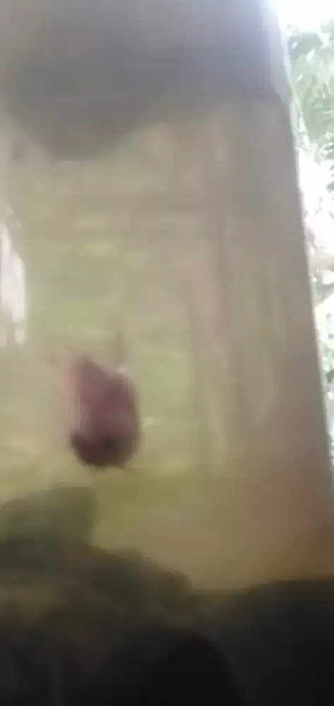 Baby Giant beta
