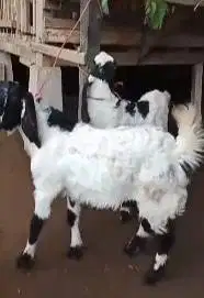 3 ekor cempe bibit kambing etawa 3-4 bln 1 jantan 2 betina siap ternak