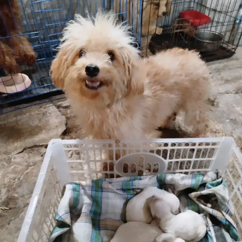 Poodle jantan dan betina
