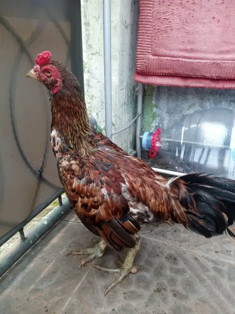 Ayam Hias Bulbi  Pacek