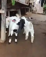 paket 3 ekor anakan kambing etawa 3-4 bln 1 jantan 2 betina siap piara