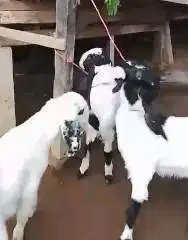 3 ekor bibit anakan kambing etawa 3-4 bln 1 jantan 2 betina siap piara