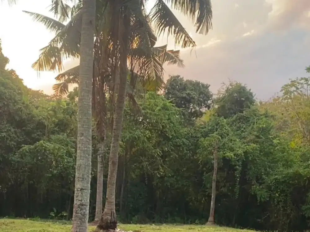 Dijual Tanah Murah Hanya 2 Menit Menuju Pantai Bonian