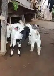 3 ekor bibit anakan kambing etawa 1 jantan 2 betina 3-4 bln siap piara