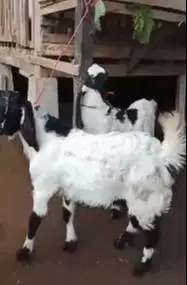 3 ekor anakan cempe kambing etawa 3-4 bln 1 jantan 2 betina siap piara