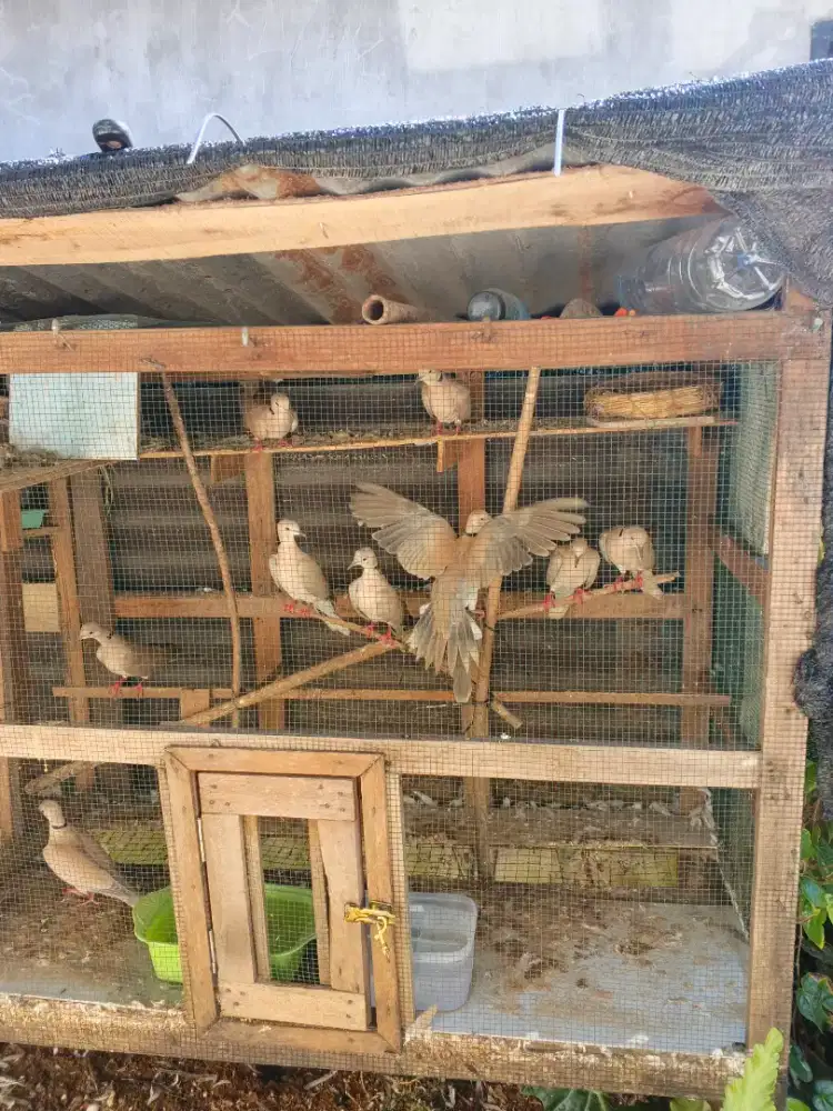 Burung Puter Peliharaan