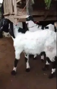 3 ekor anakan cempe kambing etawa 3-4 bln 1 jantan 2 betina ekonomisan