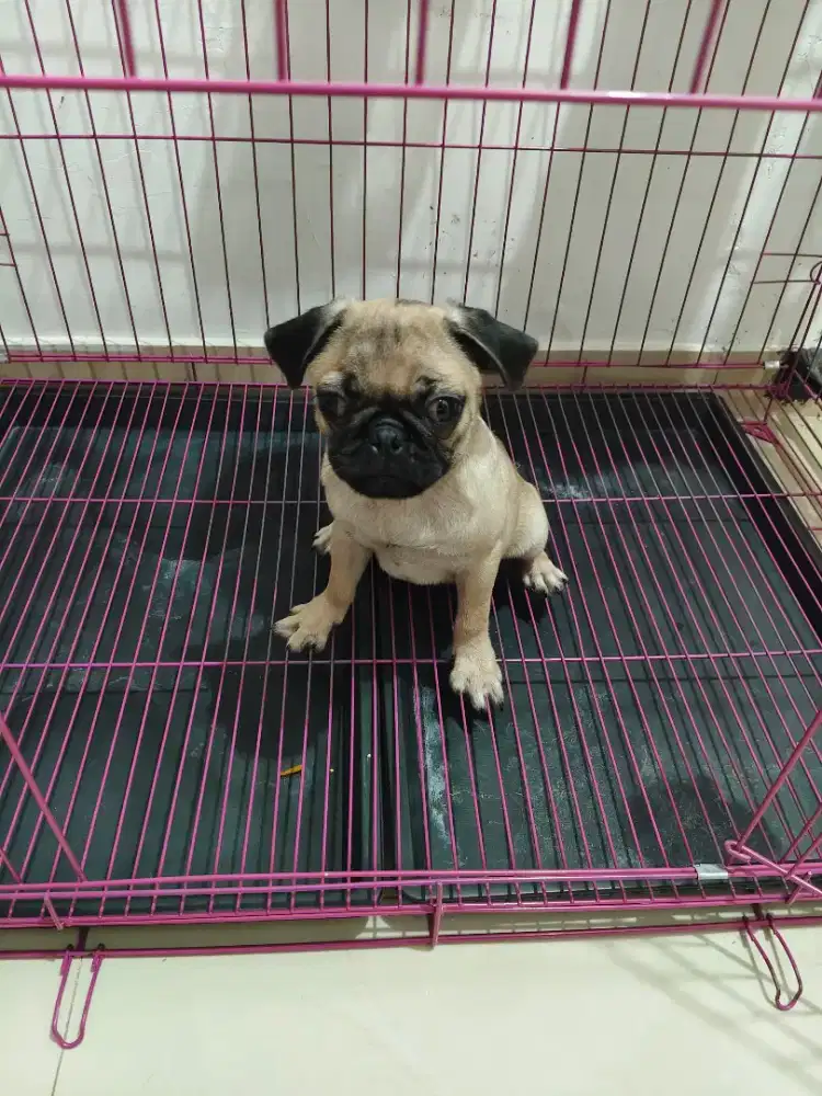 Anjing Pug puppy 4 bulan stambum chip vaksin