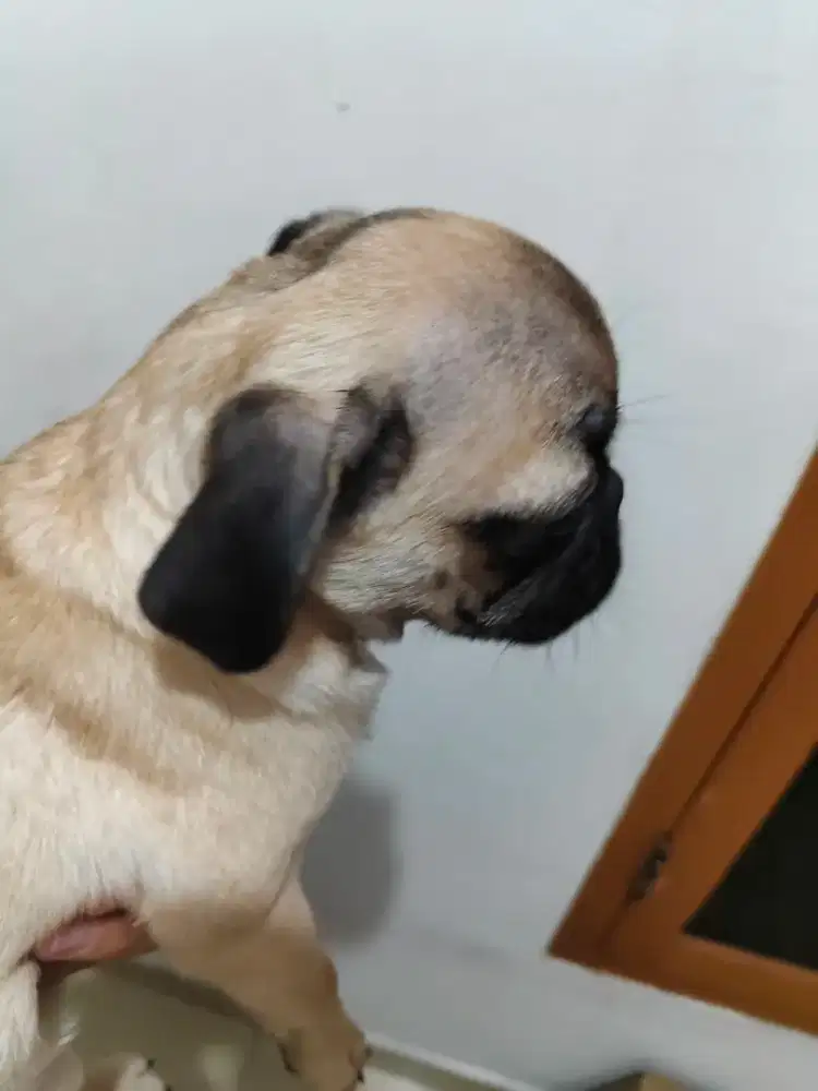 Anjing Pug puppy 4 bulan stambum chip vaksin