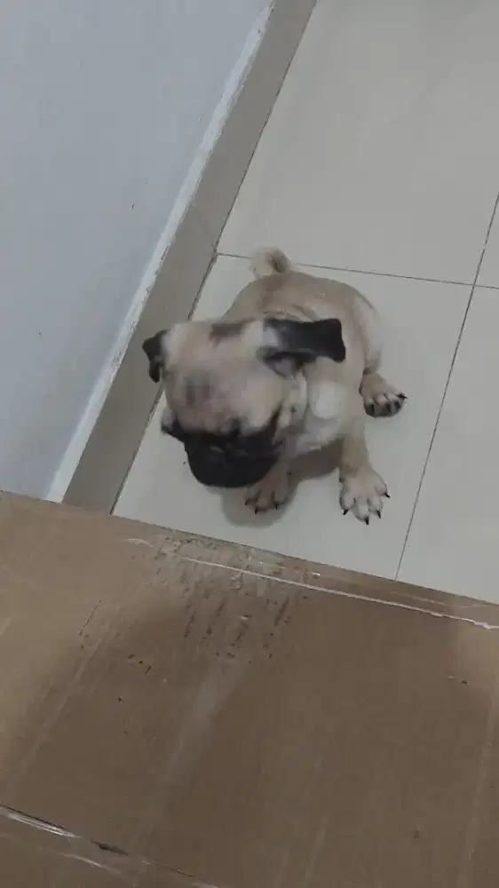 Anjing Pug puppy 4 bulan stambum chip vaksin