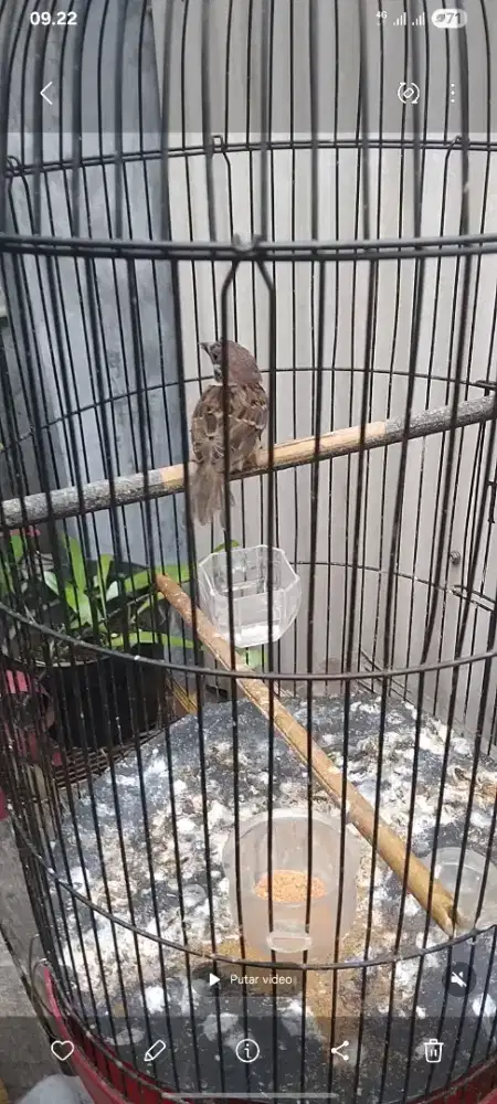 Burung Gereja jinak
