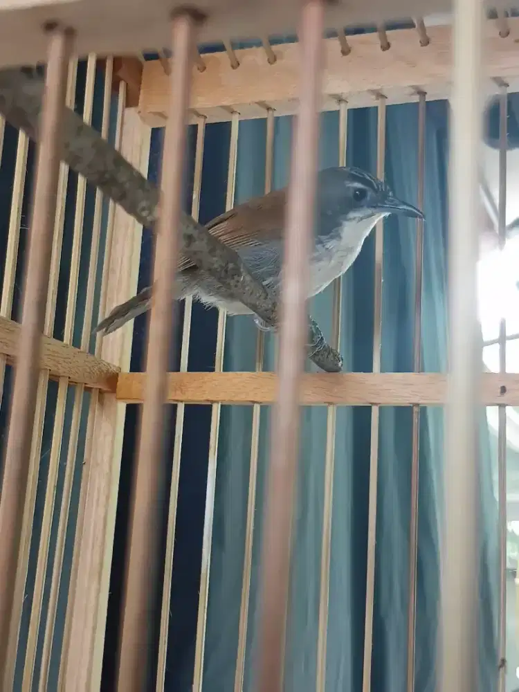 Burung masteran sniper