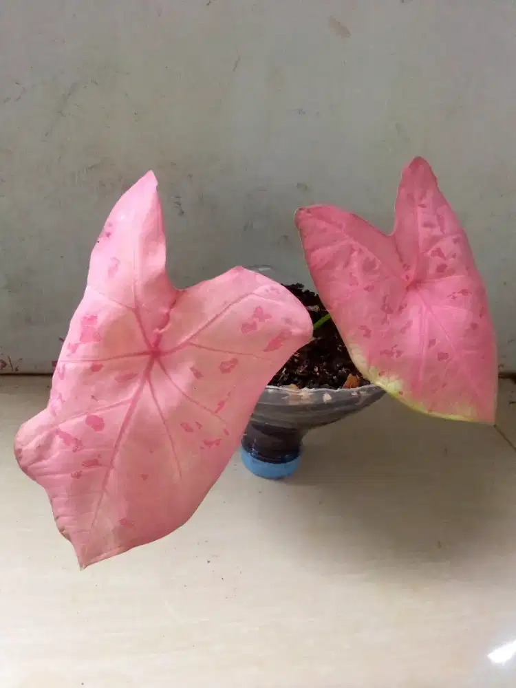 Caladium Pink / Keladi Pink