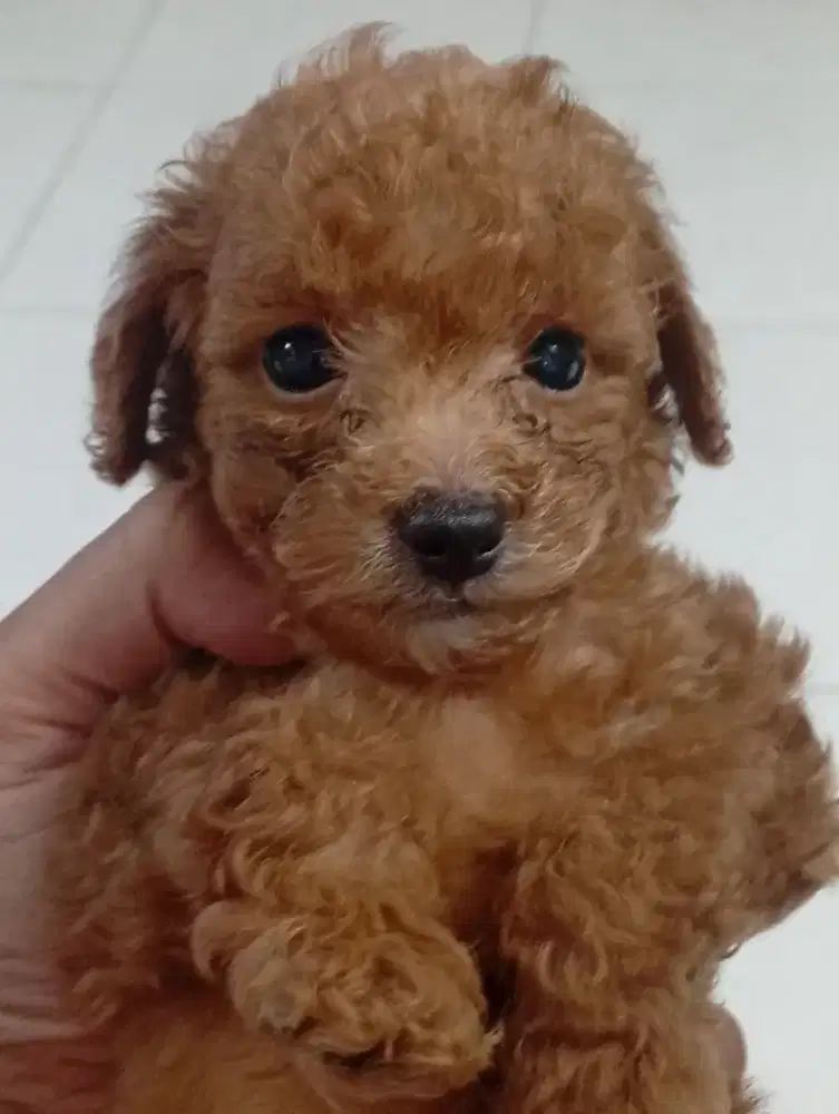 Anak anjing puppy ras poodle asli lincah lucu sehat non vaksin/non stb