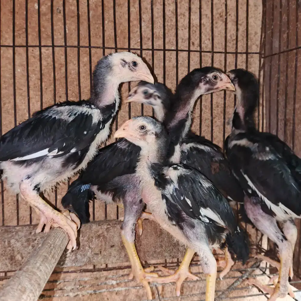 Jual anak ayam Bangkok tehnik super perpasang