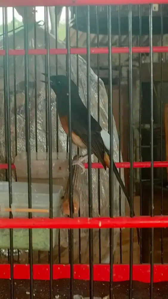 Murai batu betina