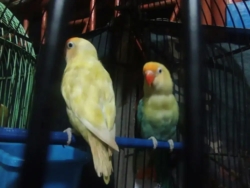 LOVEBIRD PASANGAN BARU usia otw 6 bln