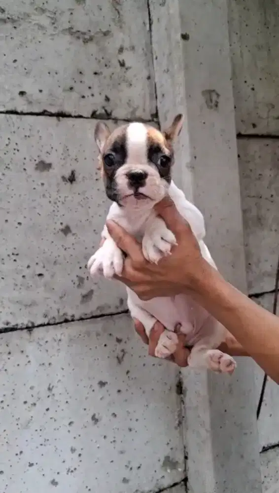 French bulldog pied jantan