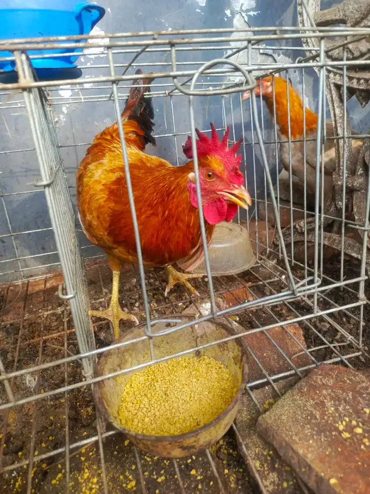 Ayam Elba jantan