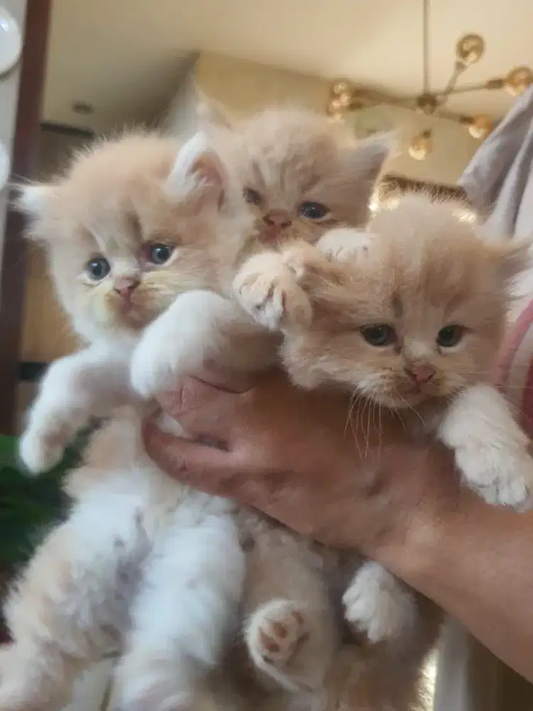 Adopt Bayi Kucing