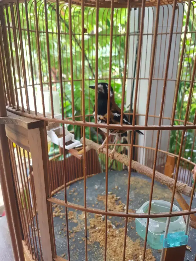 Burung Anis fullset