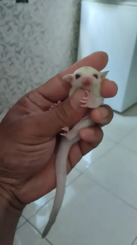Sugar Glider creamino Jantan