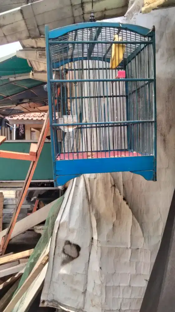 Trucuk bunyi belum ropel