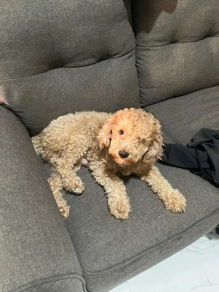 Anjing poodle Jantan