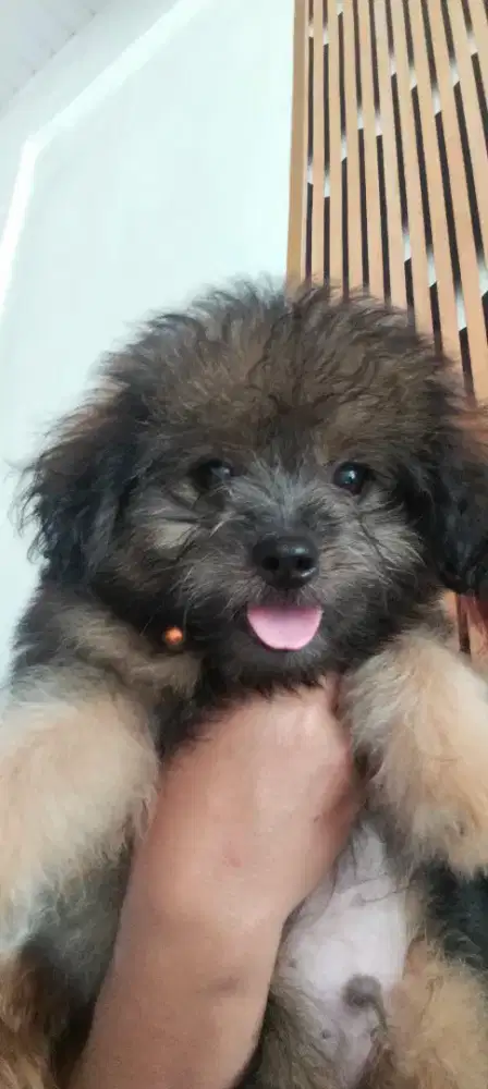Pomapo jantan Lucu