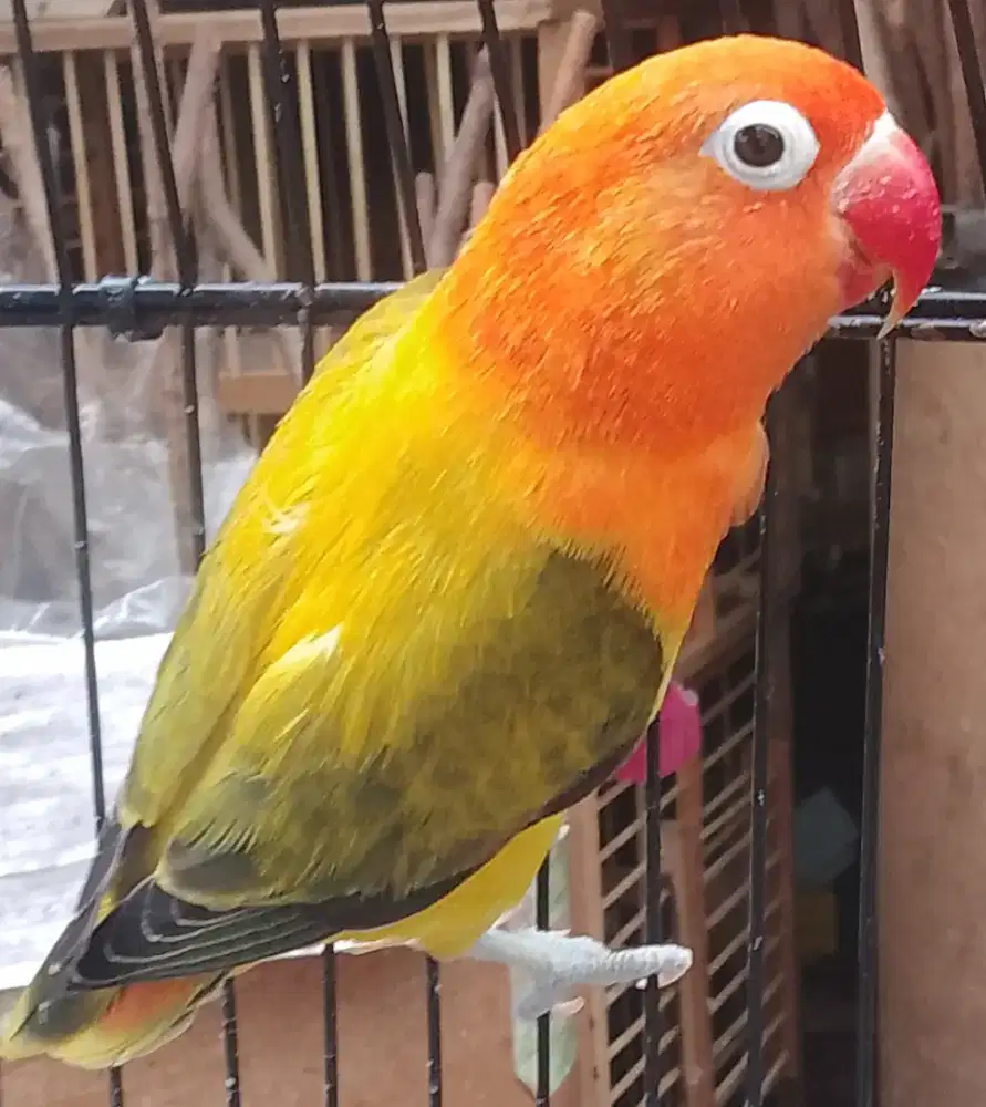 Lovebird biola Ewing vio josan