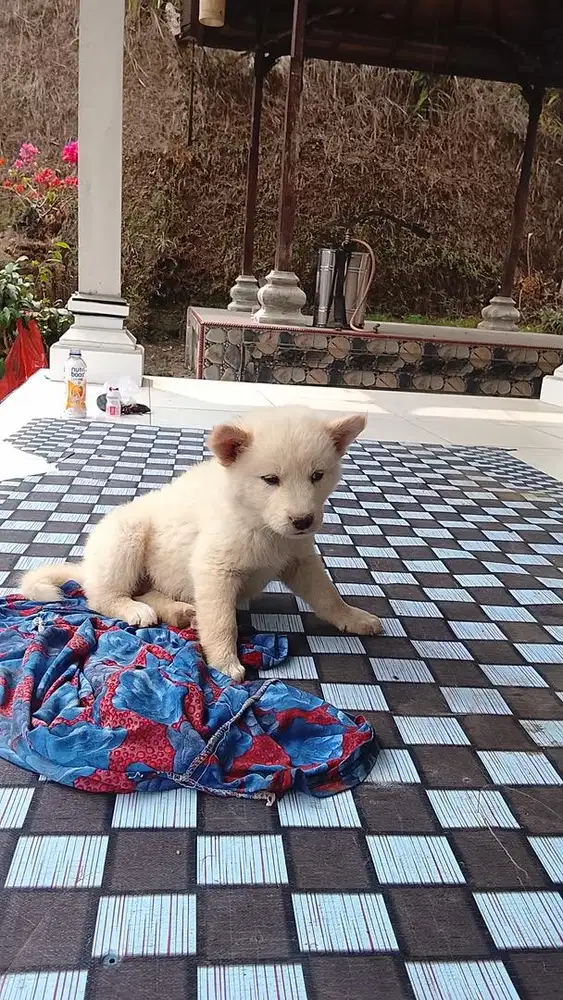 Jual Anjing Kintamani Bali