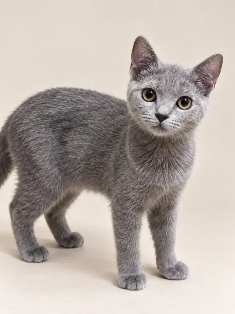 British Shorthair Blue Pure BSH Kitten Betina 5 bulan