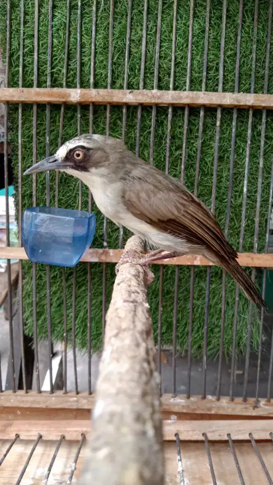 Burung Opyor Paruh Tebal Jantan Mulus Jinak Rajin Bunyi