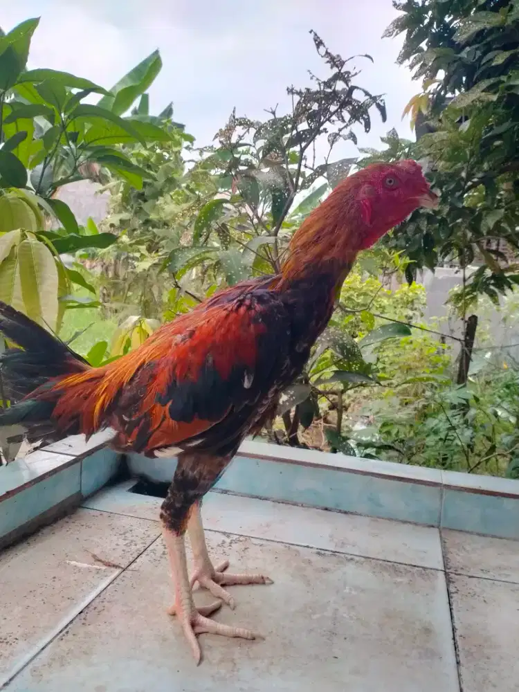 dijual Lincir ayam siam