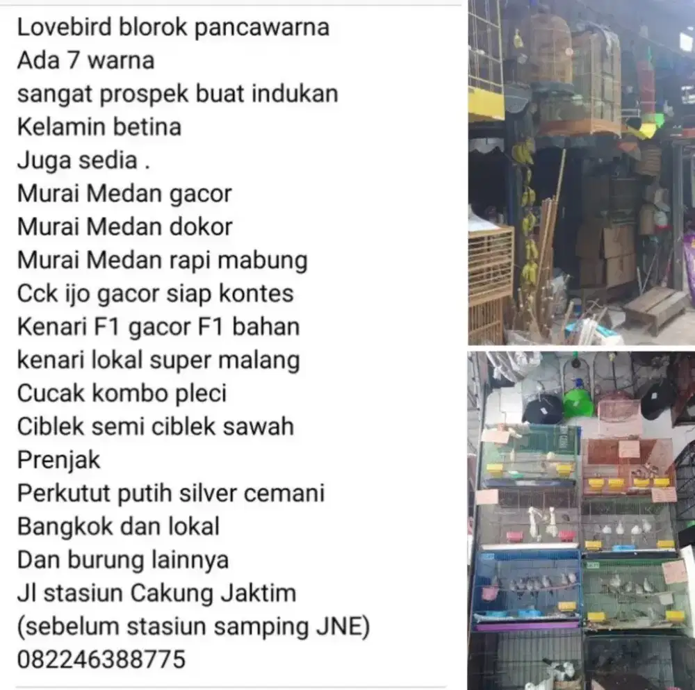 Burung ciblek semi cerucuk dan lainnya