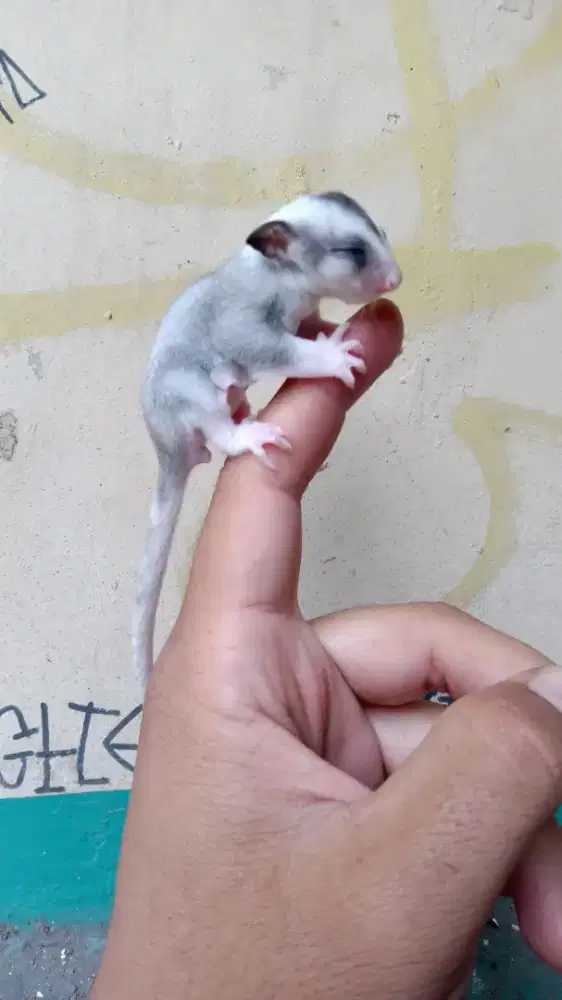 Sugar Glider Leucistik Creamino Sepasang Jinak Mulus Ternakan Sendiri
