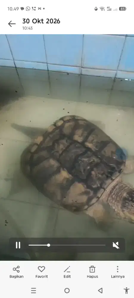 Common snaping turtle hypo