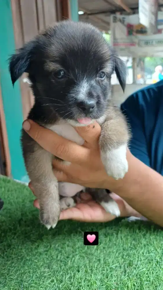 Anjing Puppy Datchsund Mix Short Hair dan Long Hair