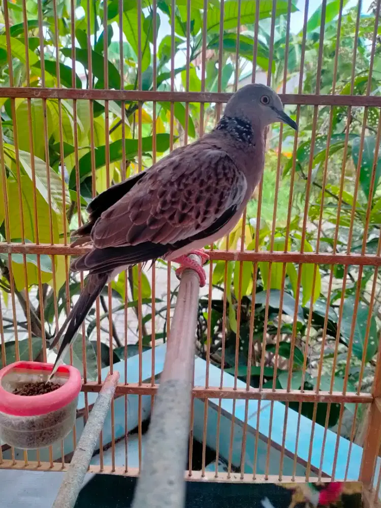 dijual burung balam/tekukur