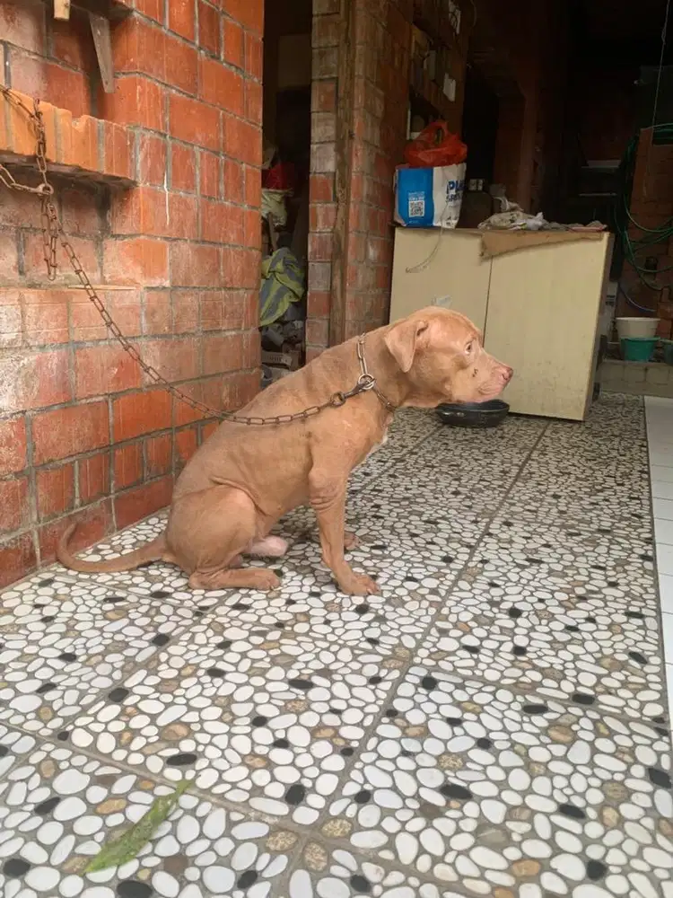 Jual American Pitbull Terrier