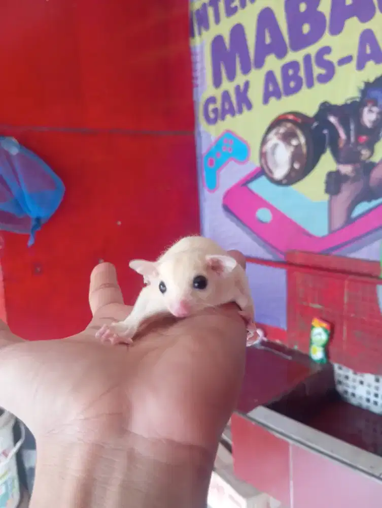 joy sugar glider