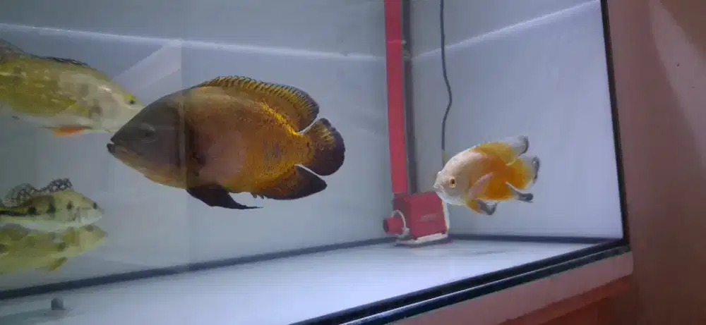 Ikan Oscar slayer dan tembaga 5 jari
